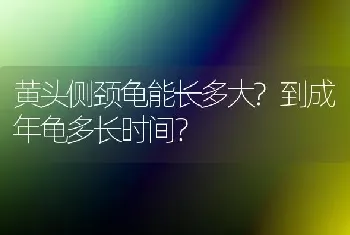 黄头侧颈龟能长多大?到成年龟多长时间？