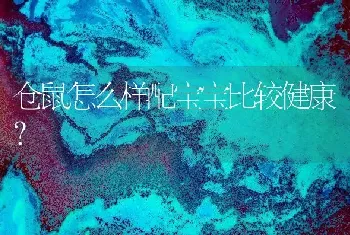 仓鼠怎么样配宝宝比较健康？