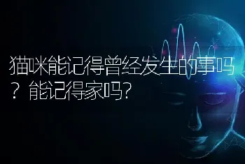 猫咪能记得曾经发生的事吗？能记得家吗？