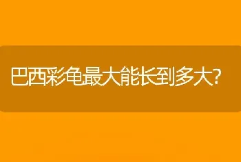 巴西彩龟最大能长到多大？