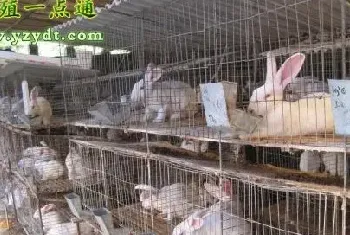 獭兔的繁殖、营养与饲料配比