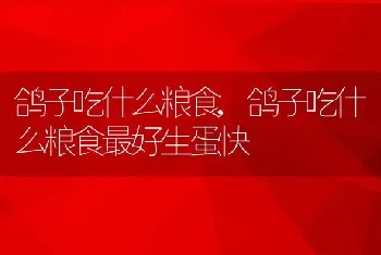 鸽子吃什么粮食，鸽子吃什么粮食最好生蛋快