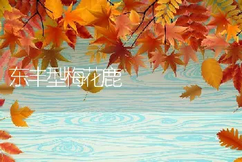 东丰型梅花鹿