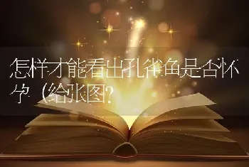 怎样才能看出孔雀鱼是否怀孕（给张图？