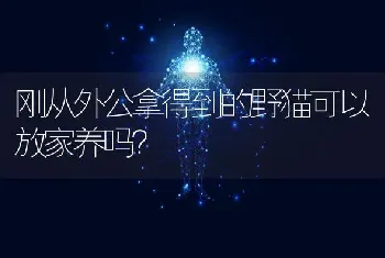 刚从外公拿得到的野猫可以放家养吗？