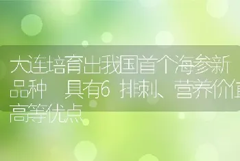 大连培育出我国首个海参新品种具有6排刺、营养价值高等优点