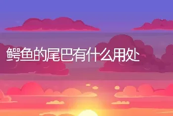 鳄鱼的尾巴有什么用处