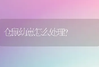 沙皮狗像什么？