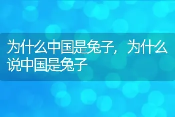 为什么中国是兔子，为什么说中国是兔子