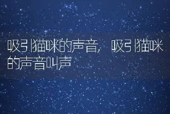 吸引猫咪的声音，吸引猫咪的声音叫声