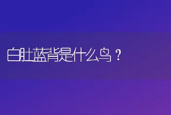 白肚蓝背是什么鸟？