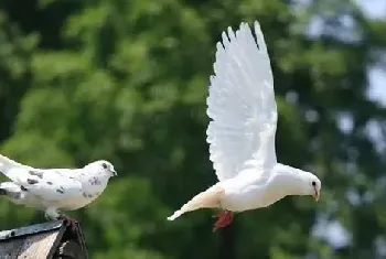 种鸽的饲养管理技术