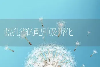 蓝孔雀的配种及孵化