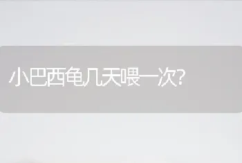 小巴西龟几天喂一次？