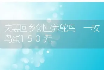 夫妻回乡创业养鸵鸟 一枚鸟蛋150元