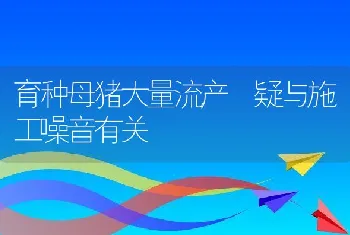 育种母猪大量流产疑与施工噪音有关