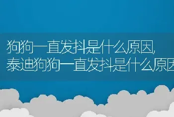 狗狗一直发抖是什么原因，泰迪狗狗一直发抖是什么原因