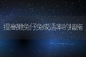 提高獭兔仔兔成活率的措施