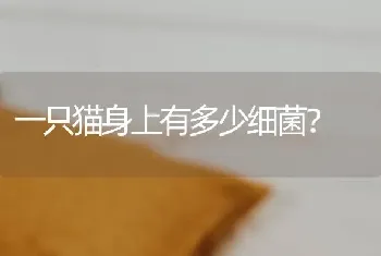 五个月柯基每天运动多久？