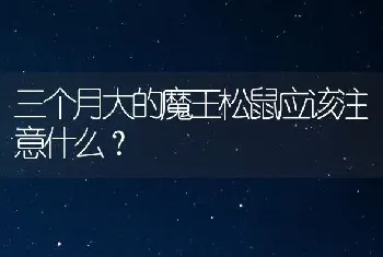 三个月大的魔王松鼠应该注意什么？