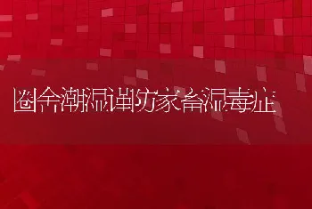 圈舍潮湿谨防家畜湿毒症