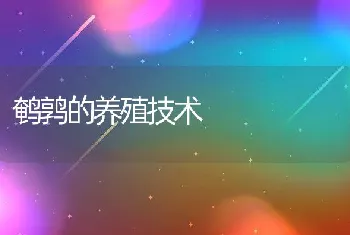 鹌鹑的养殖技术