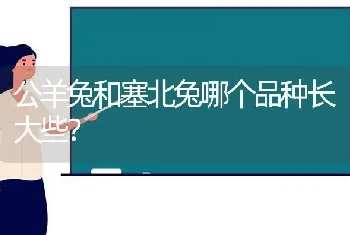 公羊兔和塞北兔哪个品种长大些？