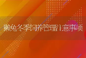 獭兔冬季饲养管理注意事项