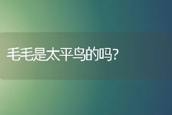 毛毛是太平鸟的吗？