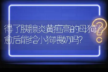 得了胰腺炎黄疸高的母狗治愈后能给小狗喂奶吗？