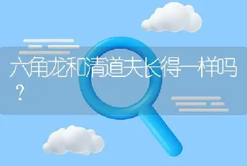 六角龙和清道夫长得一样吗？