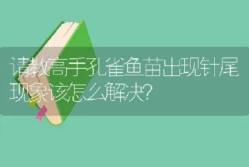 请教高手孔雀鱼苗出现针尾现象该怎么解决？