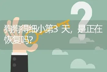 狗狗得细小第3天，是正在恢复吗？