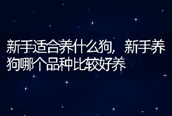 新手适合养什么狗，新手养狗哪个品种比较好养