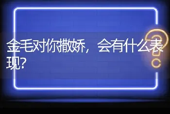 金毛对你撒娇，会有什么表现？