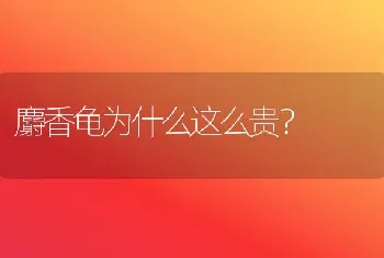 麝香龟为什么这么贵？