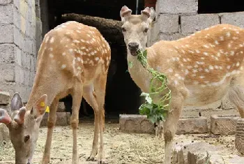 夏季养鹿都需要注意哪些