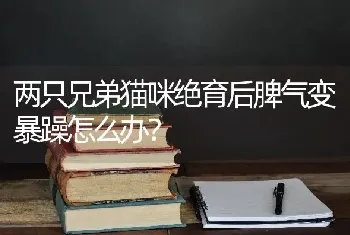 两只兄弟猫咪绝育后脾气变暴躁怎么办？