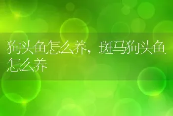 狗头鱼怎么养，斑马狗头鱼怎么养