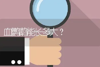 血鹦鹉能长多大？