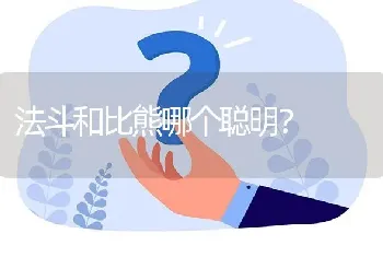 法斗和比熊哪个聪明？