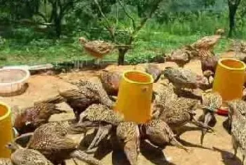 野鸡的饲养场建设