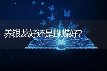 养银龙好还是蝴蝶好？