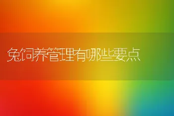 兔饲养管理有哪些要点