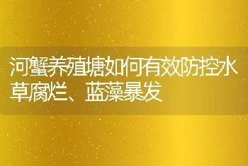 河蟹养殖塘如何有效防控水草腐烂、蓝藻暴发