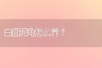 白面泥龟怎么养？