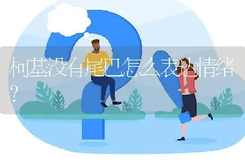 柯基没有尾巴怎么表达情绪？