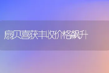 扇贝喜获丰收价格飙升