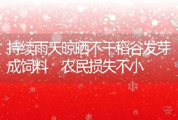 持续雨天晾晒不干稻谷发芽成饲料农民损失不小