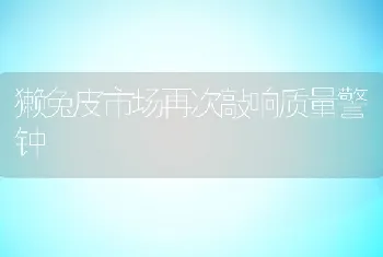 獭兔皮市场再次敲响质量警钟